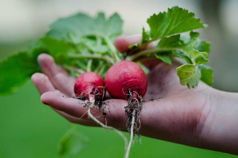 Gardening hand harvest 9301 768x509