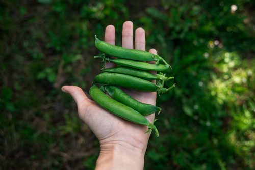 hand holding green beans